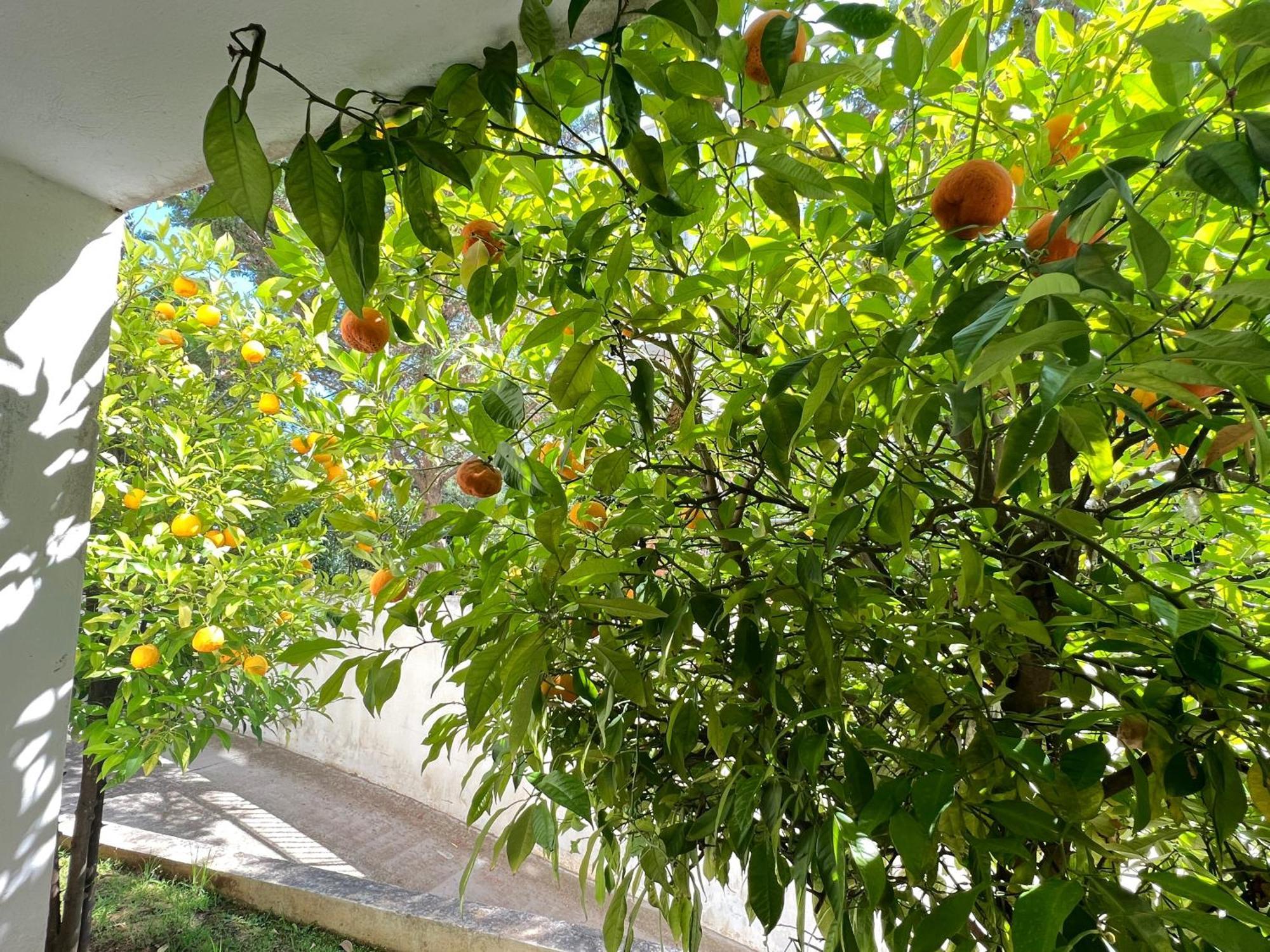 Cozy Fairytal Garden Apartment, Family Friendly, Free Parking, 15 Min To Airport เอเธนส์ ภายนอก รูปภาพ